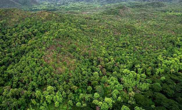 Vista aérea da árvore da floresta, ecossistema da floresta tropical e saudável