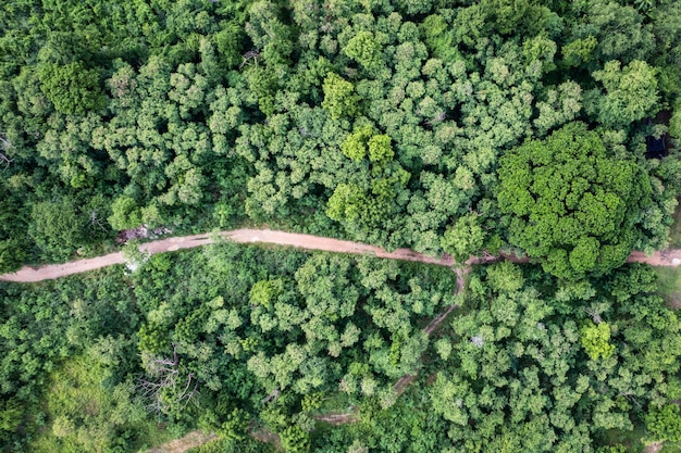 Vista aérea da árvore perene verde florestal na floresta tropical pegada de carbono e descarbonização