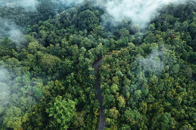 Vista aérea da árvore verde de verão e floresta com uma estrada