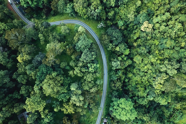 Vista aérea da árvore verde de verão e floresta com uma estrada