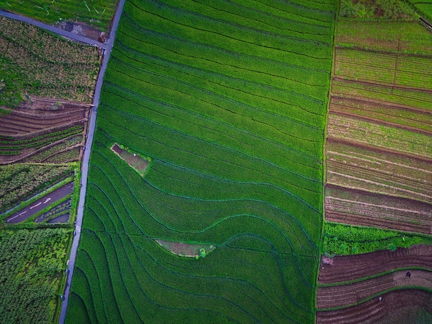 Vista aérea da ásia na área de campo de arroz indonésio com terraços de arroz verde