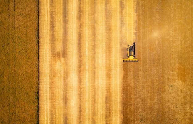 Vista aérea da colheitadeira colhendo trigo maduro no campo