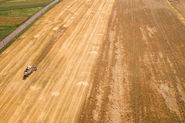 Vista aérea da colheitadeira colhendo um grande campo de trigo maduro. Agricultura do ponto de vista do zangão.