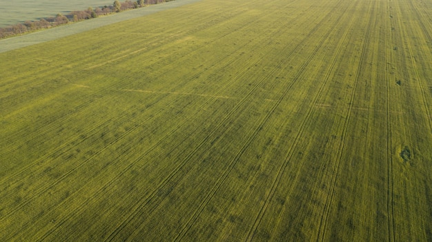 Vista aérea da cultura cultivada