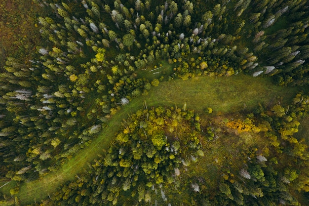 Vista aérea da destruição e desmatamento de florestas.