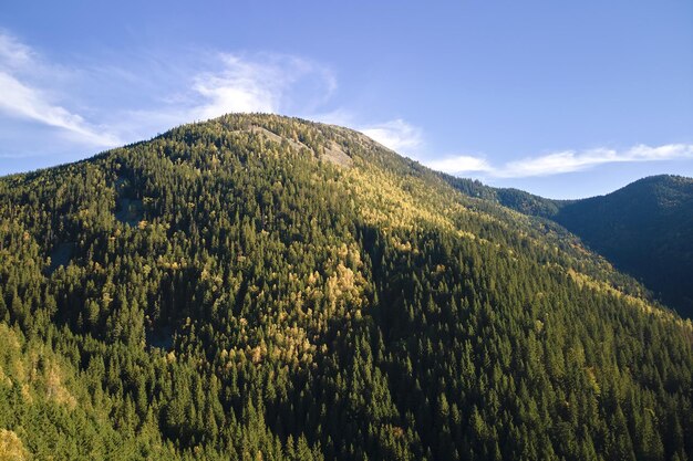 Vista aérea da encosta com árvores florestais de abetos escuros no dia brilhante do outono Belas paisagens da floresta de montanha selvagem