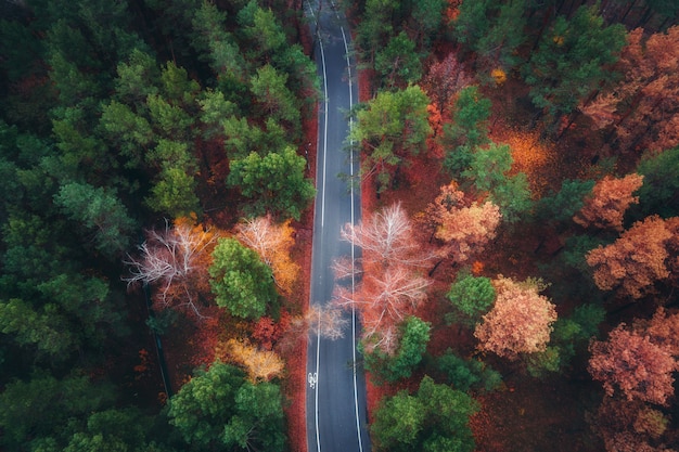 Vista aérea da estrada na bela floresta de outono