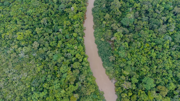 Vista aérea da floresta amazônica no brasil, américa do sul. floresta verde. vista aérea.