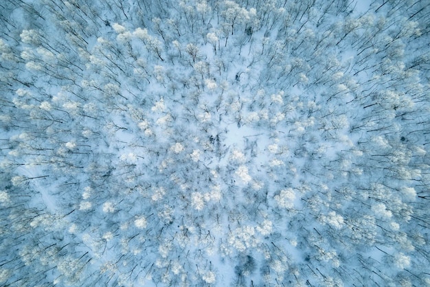 Vista aérea da floresta branca coberta de neve com árvores congeladas no inverno frio Densa floresta selvagem no inverno