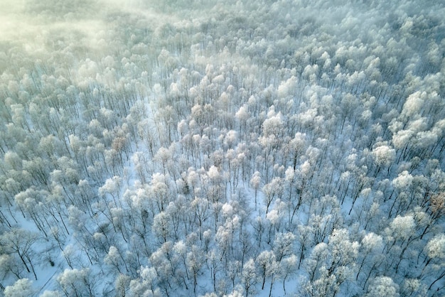 Vista aérea da floresta branca coberta de neve com árvores congeladas no inverno frio Densa floresta selvagem no inverno