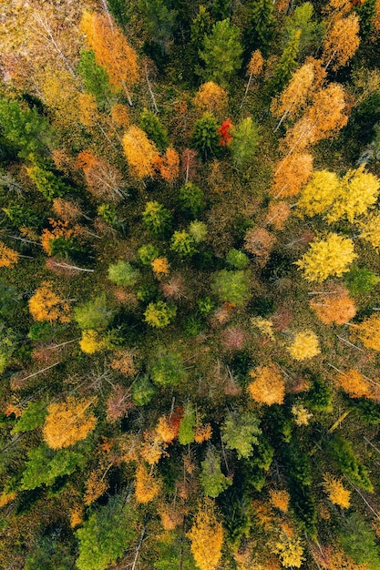 Vista aérea da floresta colorida no outono na Finlândia Linda floresta de outono com árvores laranja e amarelas vermelhas