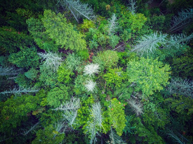 Vista aérea da floresta com abetos vermelhos antigos