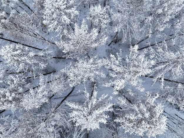 Vista aérea da floresta com neve no inverno Polônia