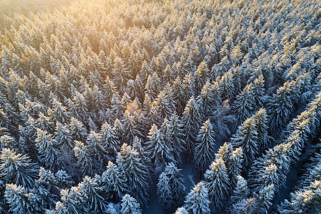 Vista aérea da floresta de abetos coberta de neve