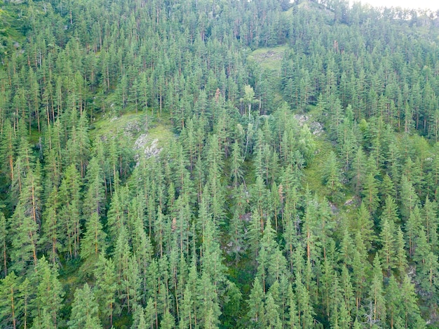 Vista aérea da floresta de coníferas nas montanhas de Altai com pinheiros verdes num dia de verão