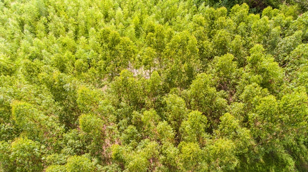 Vista aérea da floresta de eucalipto.