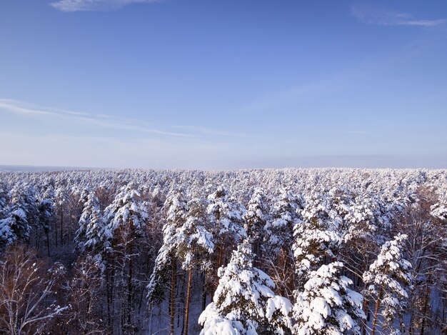 Vista aérea da floresta de inverno vista aérea da paisagem do drone voar acima árvores brancas na neve céu azul