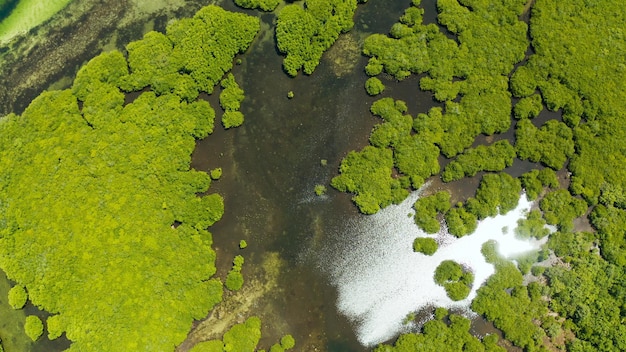 Vista aérea da floresta de mangue e do rio