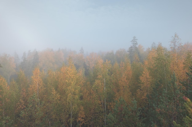 Vista aérea da floresta de outono envolta em neblina