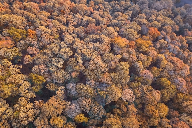 Vista aérea da floresta de outono. Folhagem de outono da vista superior.