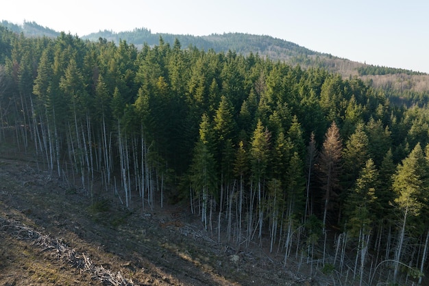 Vista aérea da floresta de pinheiros com grande área de árvores cortadas como resultado da indústria global de desmatamento Influência humana prejudicial na ecologia mundial