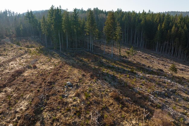 Foto vista aérea da floresta de pinheiros com grande área de árvores cortadas como resultado da indústria global de desmatamento influência humana prejudicial na ecologia mundial