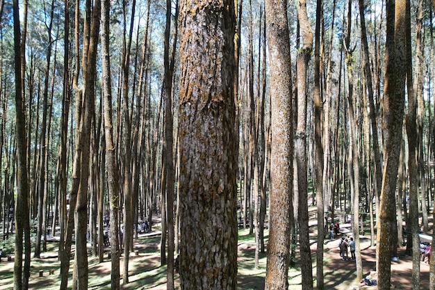 vista aérea da floresta de pinheiros na vegetação de casca de árvore da floresta tropical