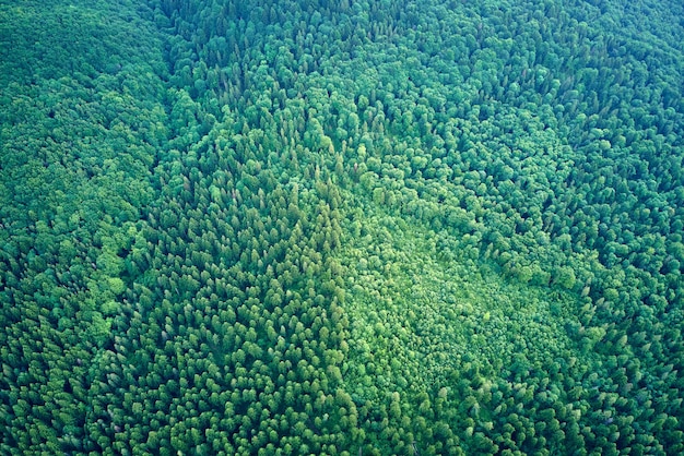 Vista aérea da floresta de pinheiros verdes com abetos escuros Cenário da floresta do norte de cima