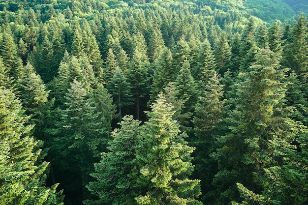 Vista aérea da floresta de pinheiros verdes com abetos escuros cenário da floresta do norte de cima