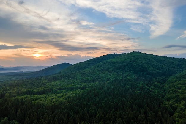 Vista aérea da floresta de pinheiros verdes com abetos escuros cobrindo colinas de montanha ao pôr do sol cenário da floresta do norte de cima