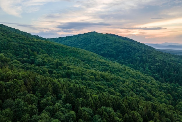 Vista aérea da floresta de pinheiros verdes com abetos escuros cobrindo colinas montanhosas paisagens florestais do norte de cima