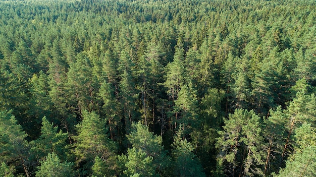 Vista aérea da floresta de verão