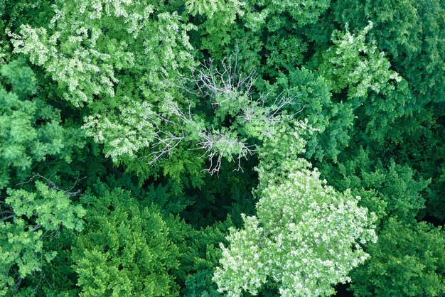 Vista aérea da floresta escura e exuberante com copas de árvores verdes florescendo na primavera