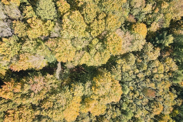 Vista aérea da floresta exuberante com copas de árvores verdes e amarelas na floresta de outono em dia ensolarado