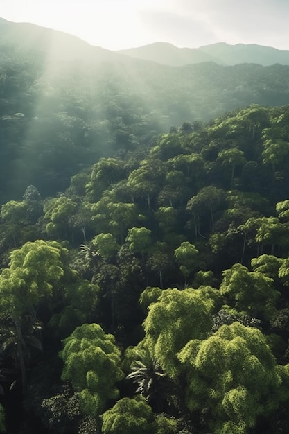 Vista aérea da floresta nublada em um dia ensolarado com árvores altas