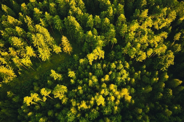 Vista aérea da floresta verde alpina Fotografia de drone