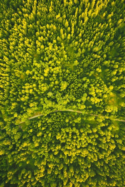 Vista aérea da floresta verde alpina Fotografia de drone