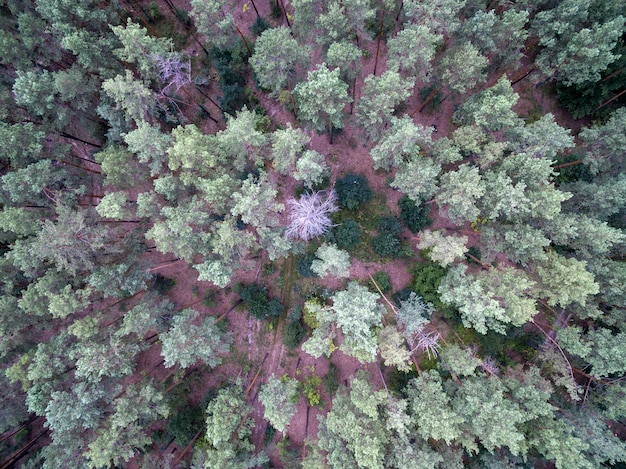 Vista aérea da floresta verde