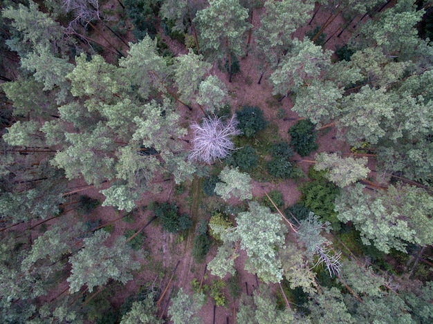 Vista aérea da floresta verde