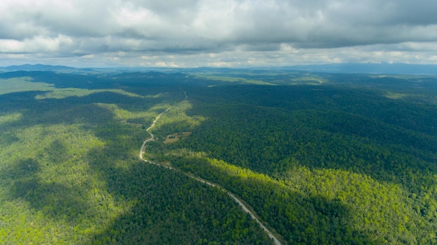 Vista aérea da floresta