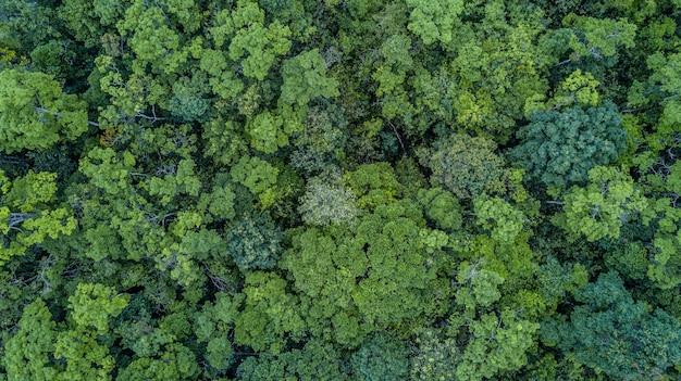 Vista aérea da floresta,