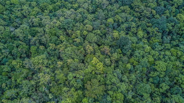 Vista aérea da floresta,