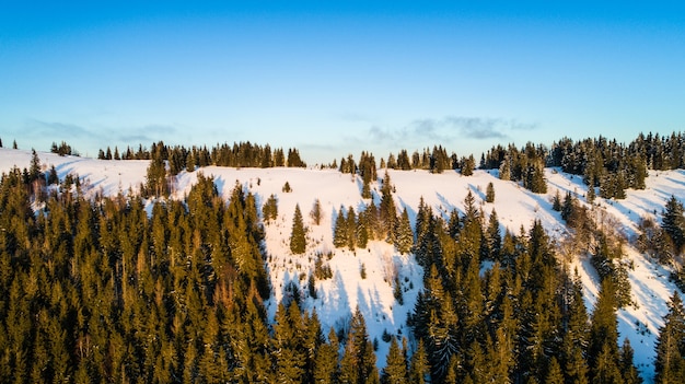 Vista aérea da hipnotizante paisagem pitoresca de pinheiros delgados crescendo em colinas nevadas