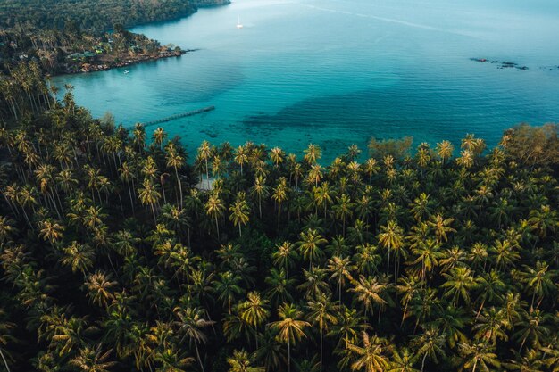 Vista aérea da ilha e dos cocotalhos na ilha pela manhã