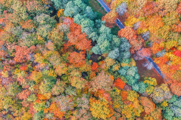 Vista aérea da majestosa floresta de montanha de sonho no outono com estrada. Paisagem colorida de outono, sonho