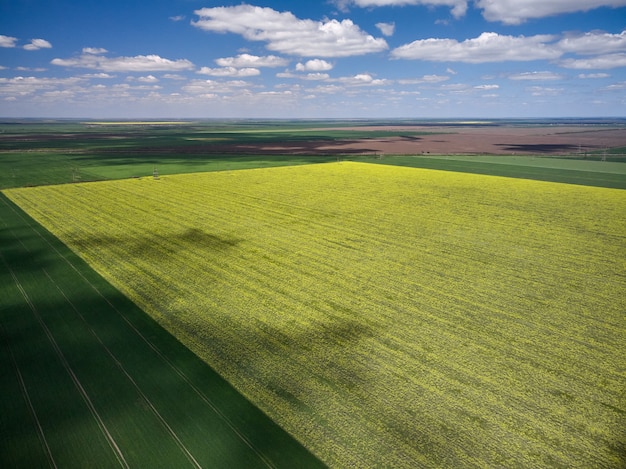 Vista aérea da paisagem com campos agrícolas de colza amarela, primavera.