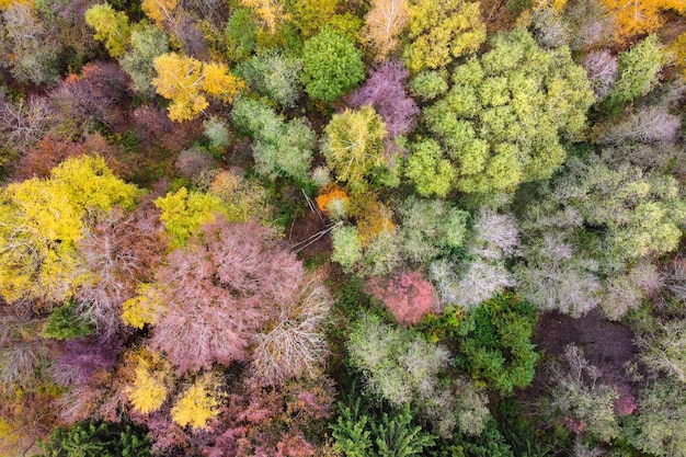 Vista aérea da paisagem da floresta de outono com folhagem amarela colorida de árvores superiores