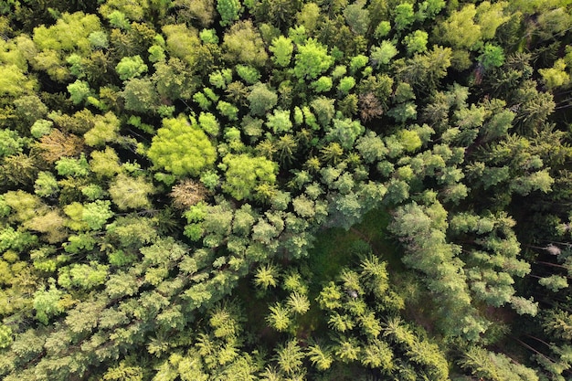 Vista aérea da paisagem da floresta de verão, árvores verdes, vista superior