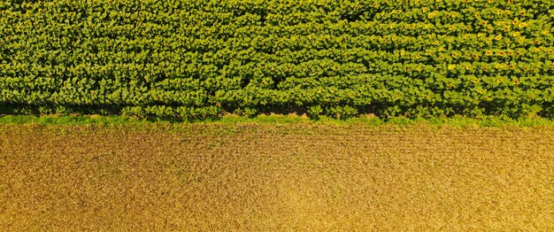 Vista aérea da paisagem de amarelos campos agrícolas cultivados com o cultivo de safras de trigo em su ...