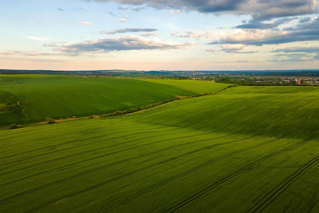 Vista aérea da paisagem de campos agrícolas cultivados verdes com cultivos em dia de verão brilhante.